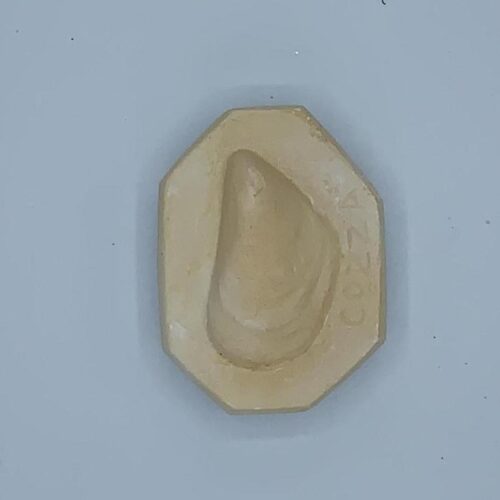 Stampo in Gesso- Cozza